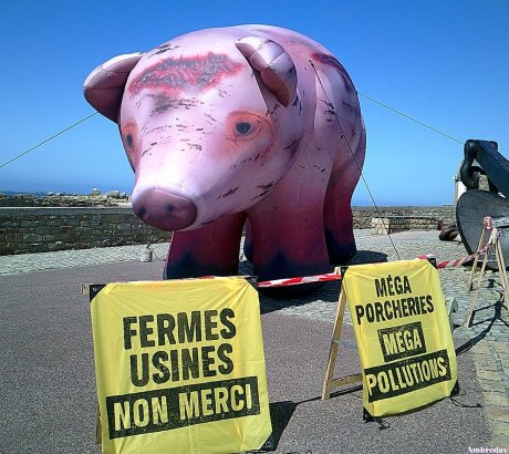 Mensonges, « corruption évidente » : le scandale écologique de l'industrie porcine dans le Finistère